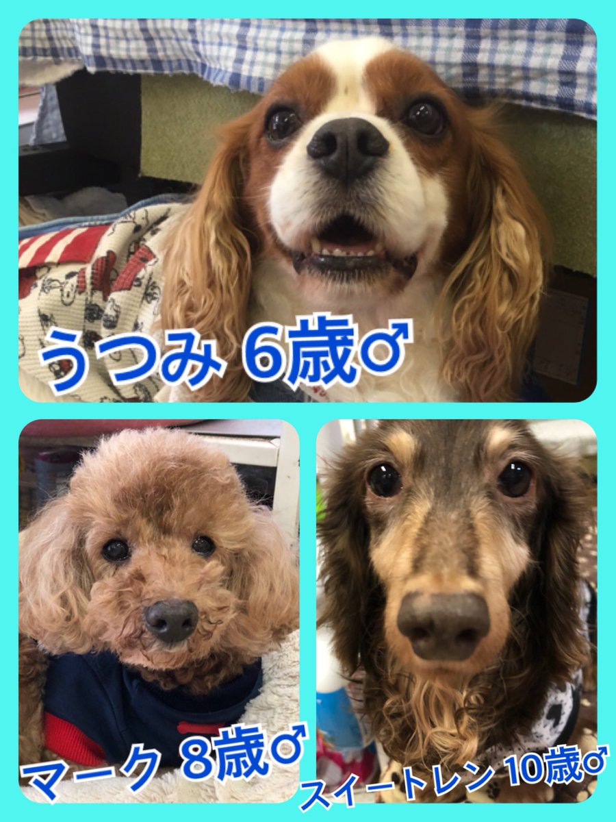 🐾今日の里親様募集中ワンコ🐶メンバーです🐾2019,7,14